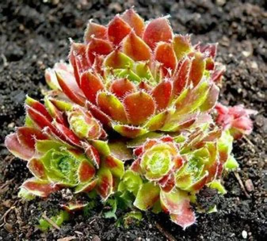 Carnival Succulent - Hen & Chicks Sempervivum Plant - 4 inch pot
