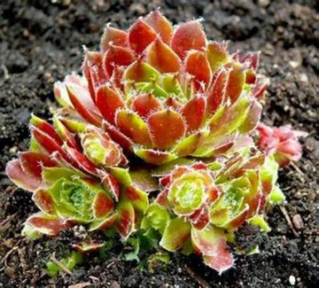 Carnival Succulent - Hen & Chicks Sempervivum Plant - 4 inch pot