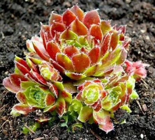 "Carnival" Succulent Hen & Chicks Sempervivum Plant - 4 inch pot