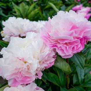 Catharina Fontijn Peony Plant - 1.5 gallon pot
