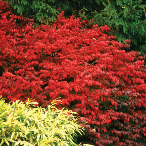 Burning Bush - Euonymus Alatus Plant from Fire Ball® by Proven Winners™ - 1 gallon pot