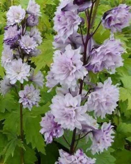 Highlander Cha Cha Larkspur - Delphinium Elatum Plant - 1 gallon pot