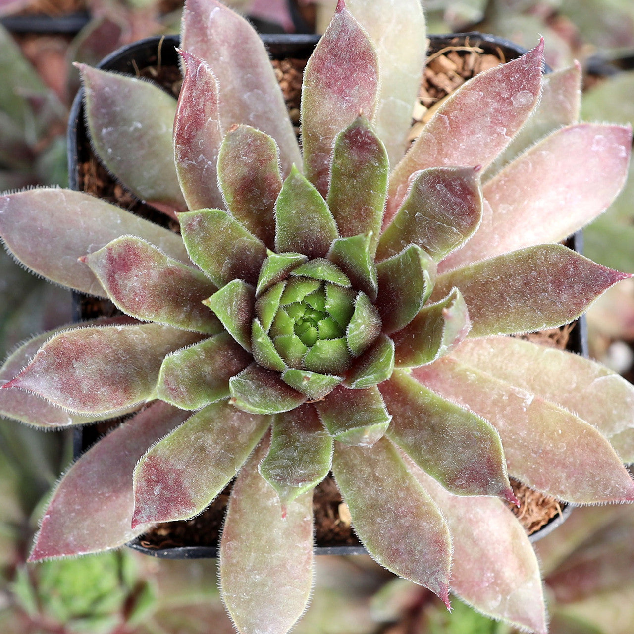 Candied Apple Succulent by Chick Charms® Hens & Chicks  Live Plant in 4" Pot