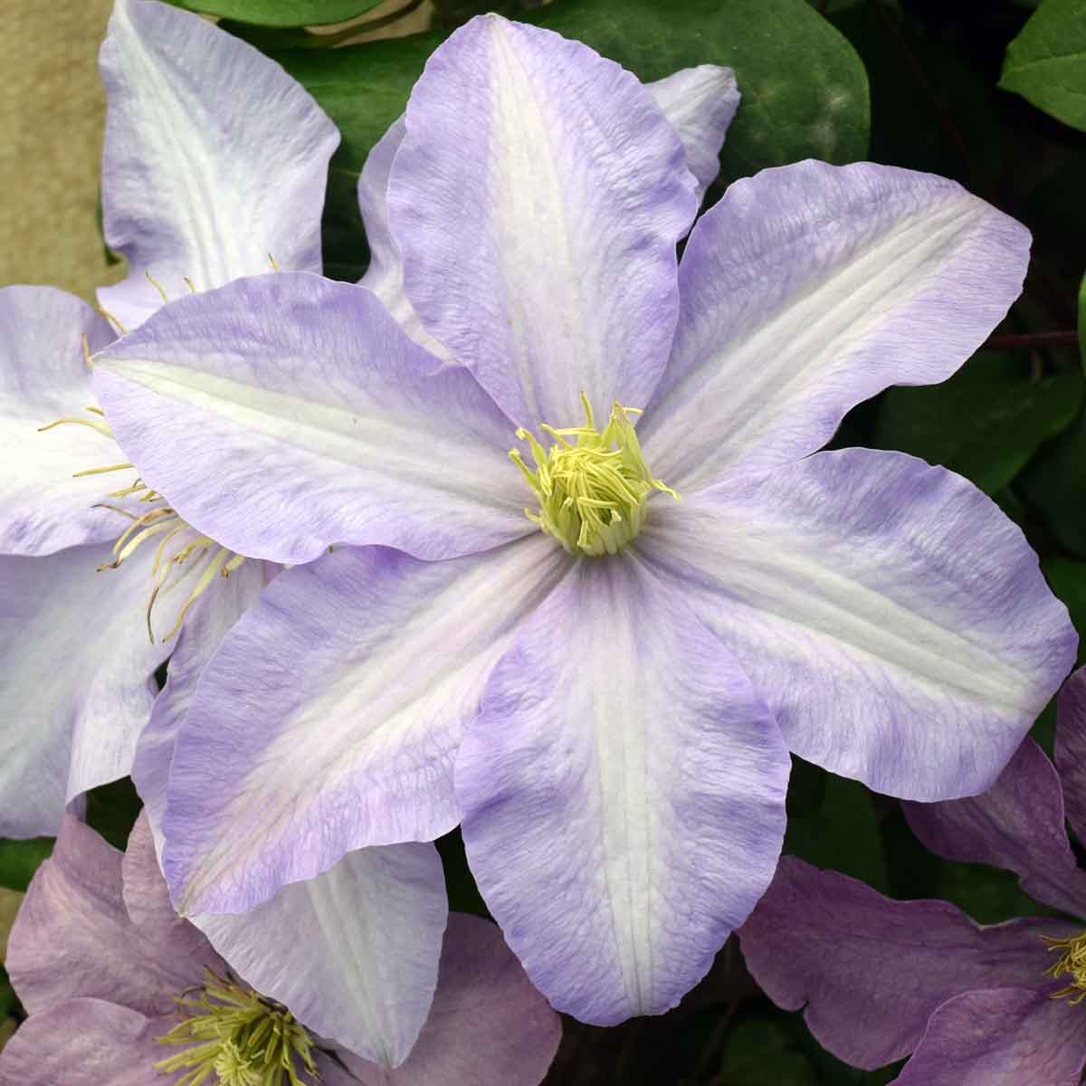 Silver Moon Clematis Plant - 1 gallon pot