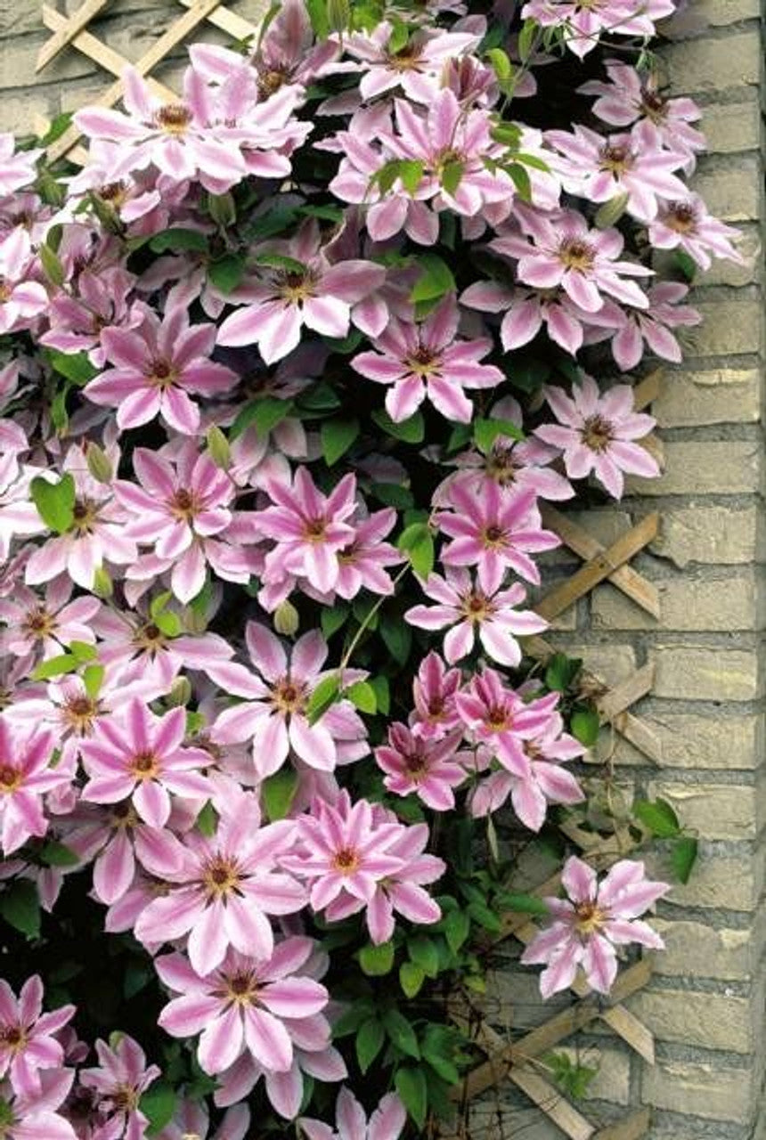 Nelly Moser Clematis Plant - 1 gallon pot
