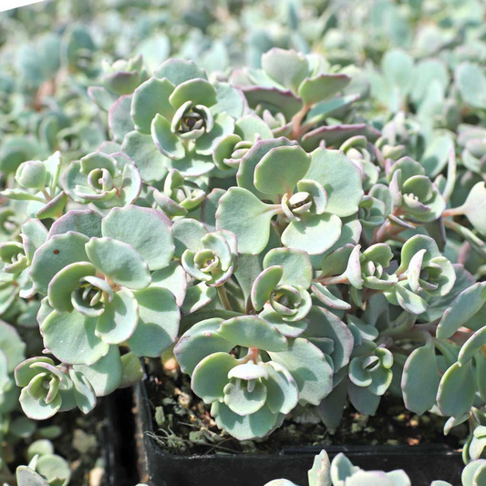 Cola Cola Stonecrop Sedum Cauticola Succulent Plant - 4 inch pot