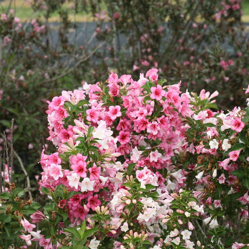 Czechmark Trilogy Weigela Florida Plant by Proven Winners™ - 1 gallon pot