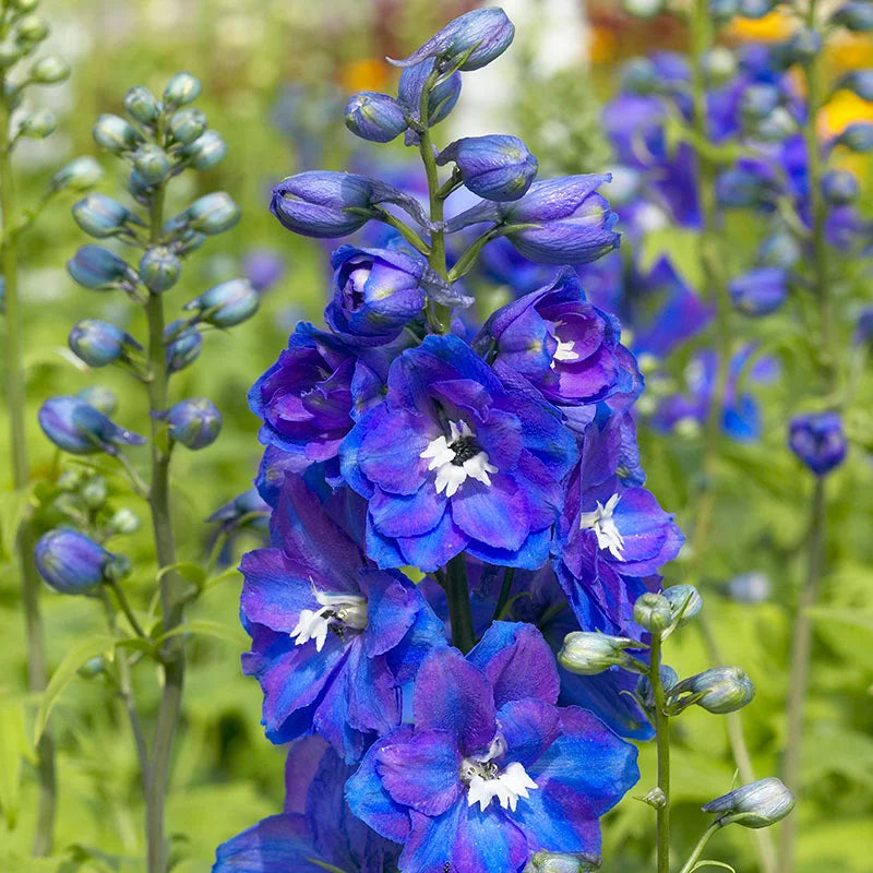 Guardian Blue Delphinium produces striking dark blue, purple spike blossoms. Part of the Guardian series, these tall plants were bred for uniform flowers and early blossoms. These re-bloomers will bloom in early to mid-summer and continue if the growing season is long enough and deadheaded. 