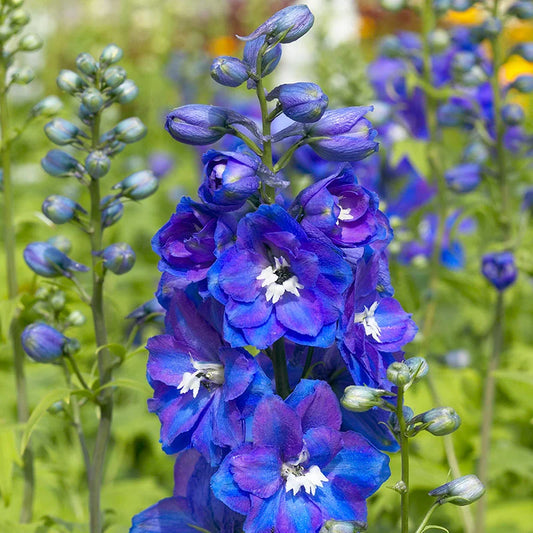 Guardian Blue Delphinium produces striking dark blue, purple spike blossoms. Part of the Guardian series, these tall plants were bred for uniform flowers and early blossoms. These re-bloomers will bloom in early to mid-summer and continue if the growing season is long enough and deadheaded. 
