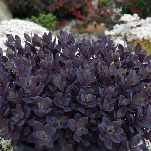 Sedum SunSparkler 'Plum Dazzled' Stonecrop, 4" Pot Live Plant