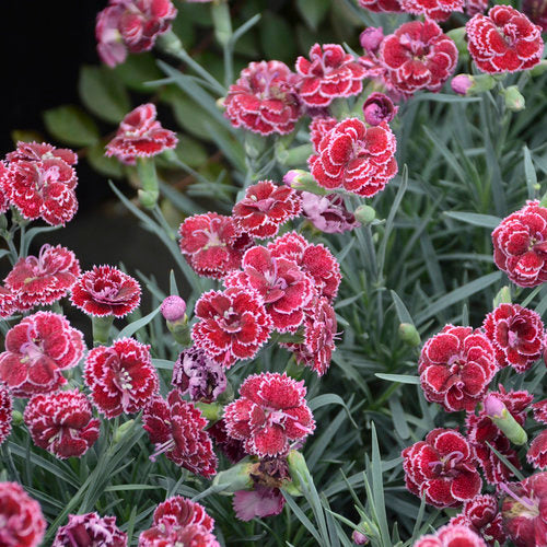 Black Cherry Frost Dianthus - Carnation Plant by Proven Winners™ - 1 gallon pot