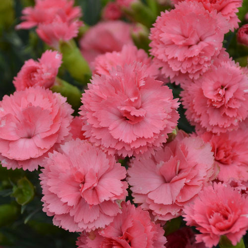 Classic Coral Dianthus Flowering Carnation Plant by Proven Winners™ - 1 Gallon Live Plant
