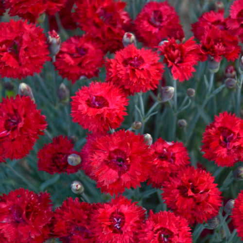 Maraschino Dianthus Carnation Plant by Proven Winners™ - 1 gallon pot