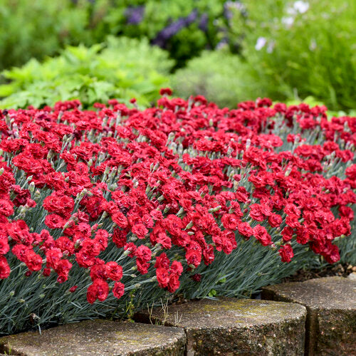 Maraschino Dianthus Carnation Plant by Proven Winners™ - 1 gallon pot