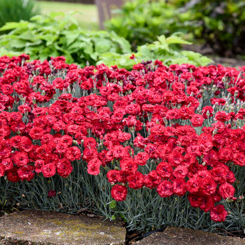 Maraschino Dianthus Carnation Plant by Proven Winners™ - 1 gallon pot