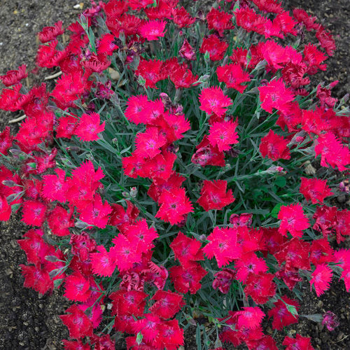 Paint The Town Magenta Dianthus Plant by Proven Winners™ - 1 gallon pot