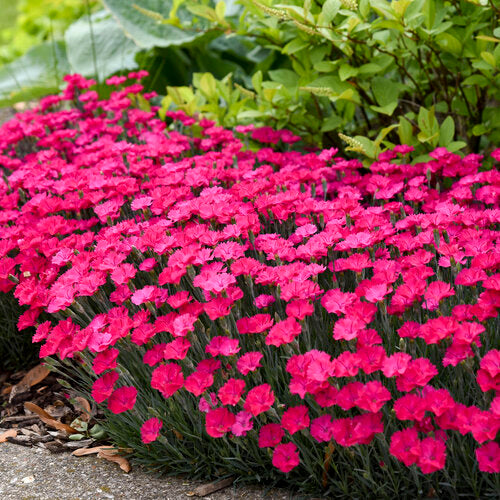 Paint The Town Magenta Dianthus Plant by Proven Winners™ - 1 gallon pot