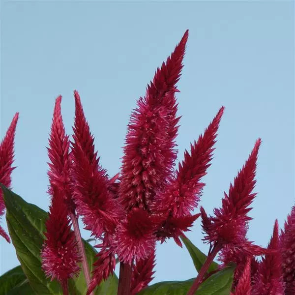 Celosia Celway Red, 3.5" Pot Live Plant