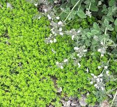 Golden Lime Ornamental Thyme Plant - 4 inch pot