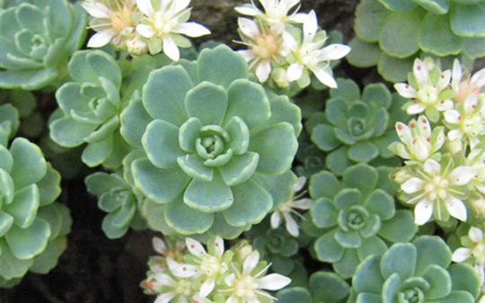 White Diamond - Sedum Pachyclados 4" Pot