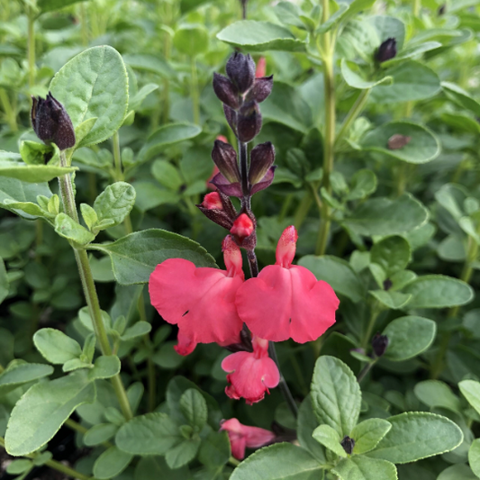 Salmon Sage - Salvia Greggii Plant by Mirage™ - 1 qt pot