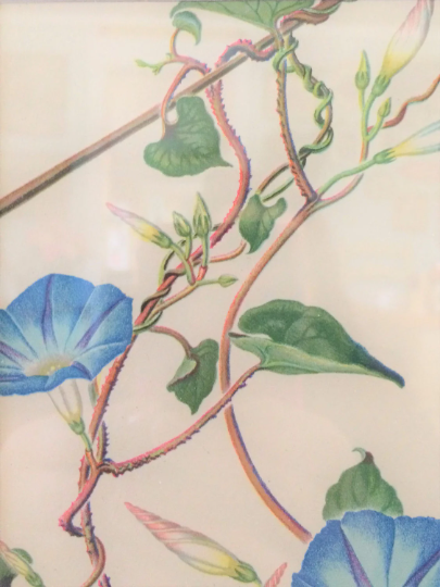 Vintage Framed 1940s Morning Glory Print