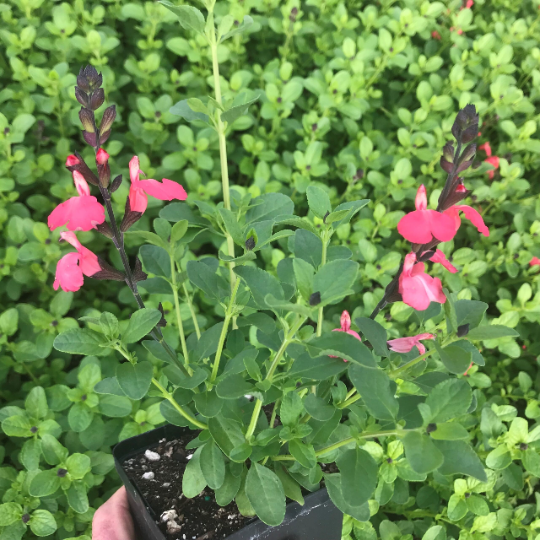 Salmon Sage - Salvia Greggii Plant by Mirage™ - 1 qt pot