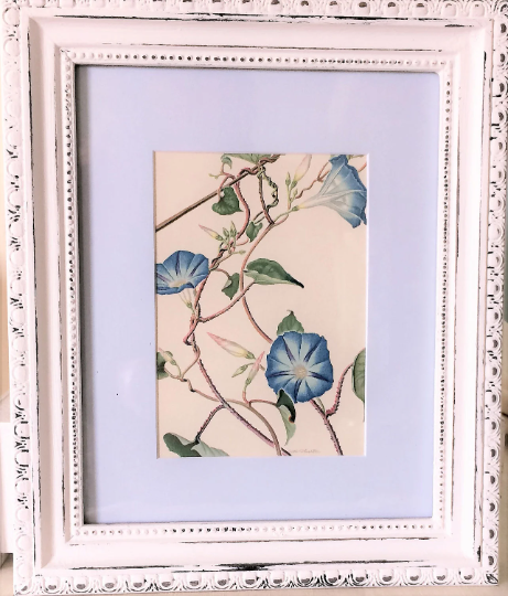 Vintage Framed 1940s Morning Glory Print