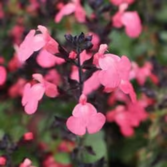 Salmon Sage - Salvia Greggii Plant by Mirage™ - 1 qt pot