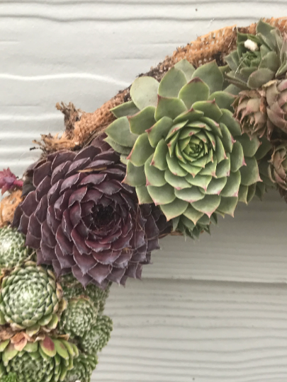 Heart Shaped Living Wreath or Table Centerpiece with Frost Hardy Succulents - 13 inch