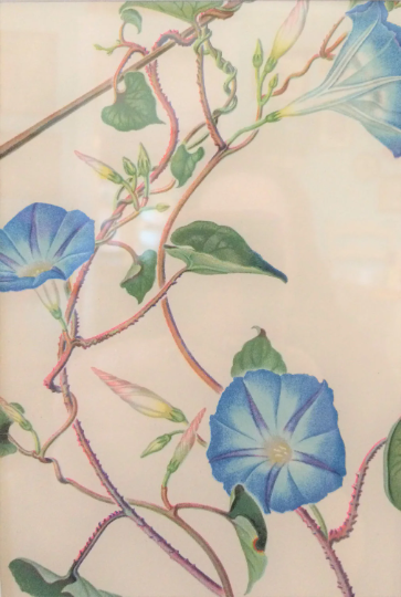 Vintage Framed 1940s Morning Glory Print