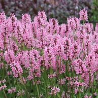Pink Wood Betony (Stachys officinalis) Gallon