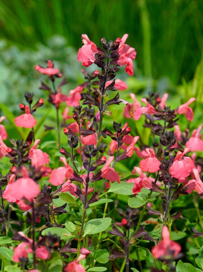 Salmon Sage - Salvia Greggii Plant by Mirage™ - 1 qt pot