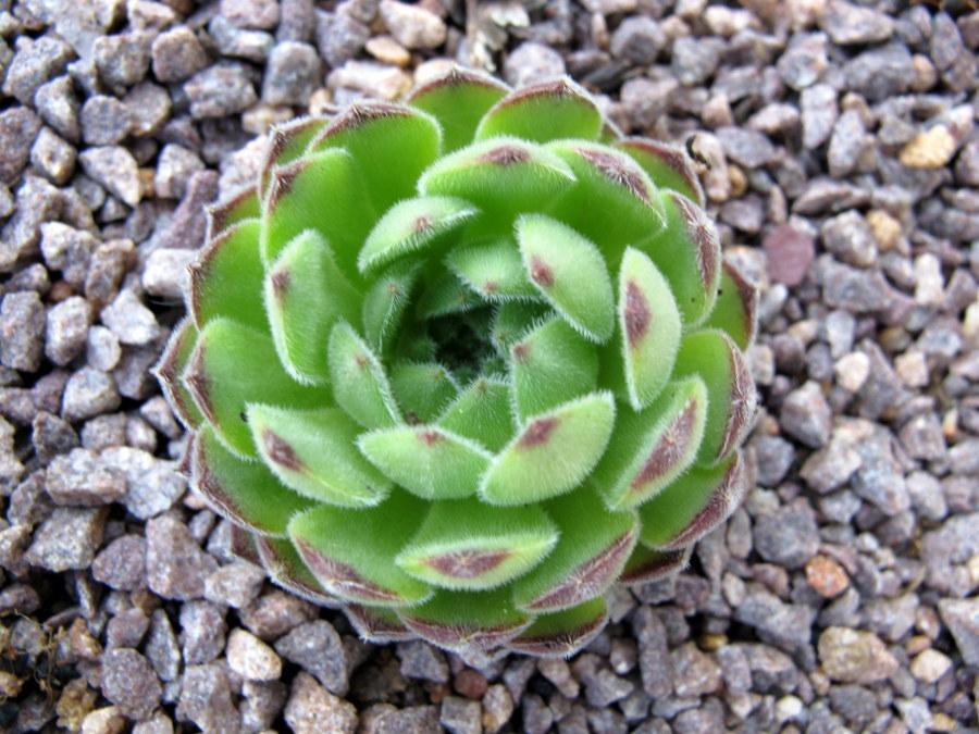 Sempervivum 'Soft Line' Hens & Chicks, 4" Pot Live Plant