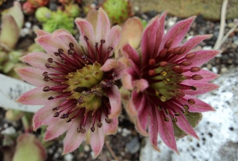 Sempervivum 'Pacific Spring Frost' Chicks & Hens, 4