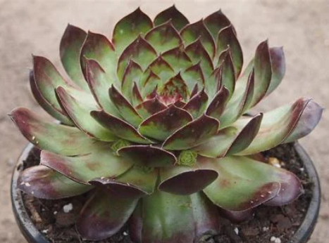 Edge of Night Succulent - Hens and Chicks Sempervivum Plant - 4in pot