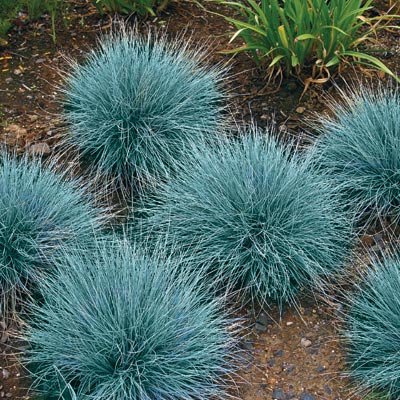 Festuca 'Elijah Blue' Blue Fescue Ornamental Grass, 1 Quart Pot Live Plant