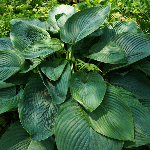 Empress Wu - Giant Hosta from Shadowlands Collection - Plantain Lily Plant by Proven Winners - 2 Gallon Pot