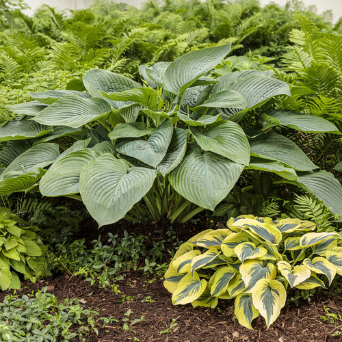 Empress Wu - Giant Hosta from Shadowlands Collection - Plantain Lily Plant by Proven Winners - 2 Gallon Pot