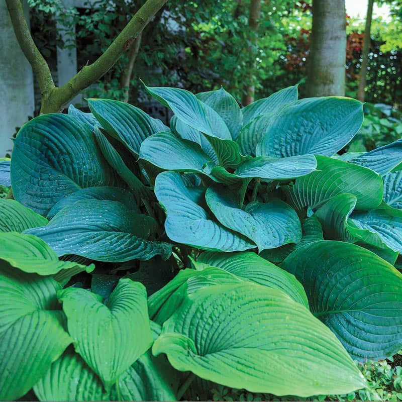 Empress Wu - Giant Hosta from Shadowlands Collection - Plantain Lily Plant by Proven Winners - 2 Gallon Pot
