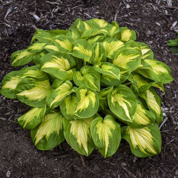 Etched Glass Hosta - Shadowlands Collection - Plantain Lily Plant by Proven Winners - 1 Gallon Pot