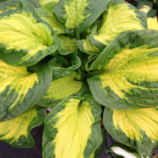 Etched Glass Hosta - Shadowlands Collection - Plantain Lily Plant by Proven Winners - 1 Gallon Pot