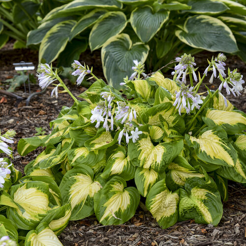Etched Glass Hosta - Shadowlands Collection - Plantain Lily Plant by Proven Winners - 1 Gallon Pot