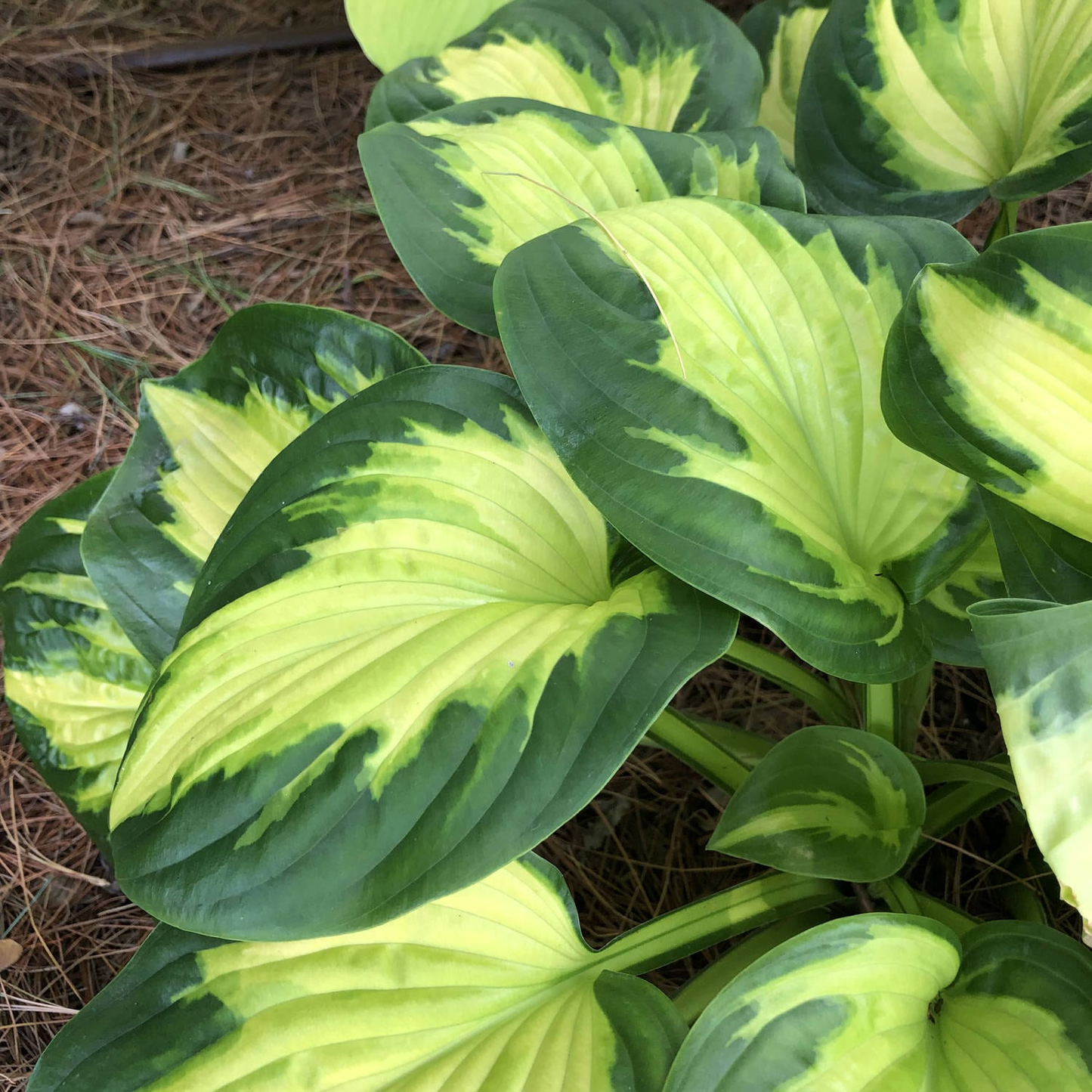 Etched Glass Hosta - Shadowlands Collection - Plantain Lily Plant by Proven Winners - 1 Gallon Pot