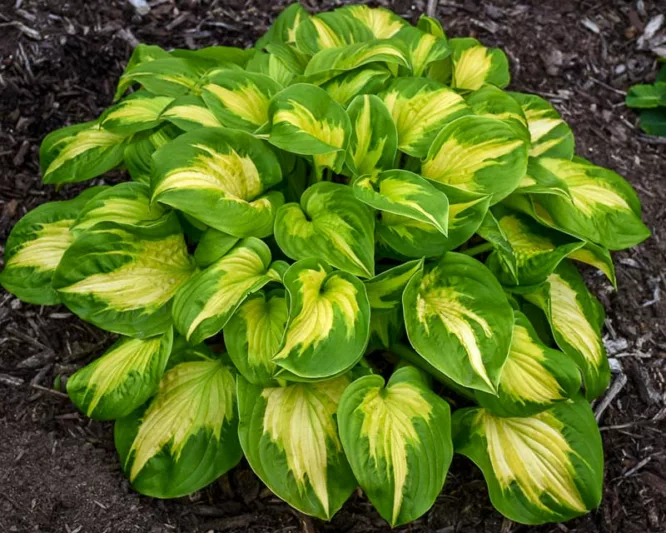 Etched Glass Hosta - Shadowlands Collection - Plantain Lily Plant by Proven Winners - 1 Gallon Pot