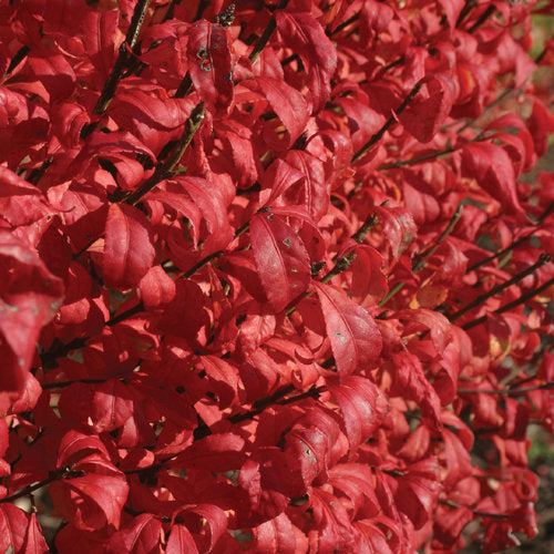 Burning Bush - Euonymus Alatus Plant from Fire Ball® by Proven Winners™ - 1 gallon pot