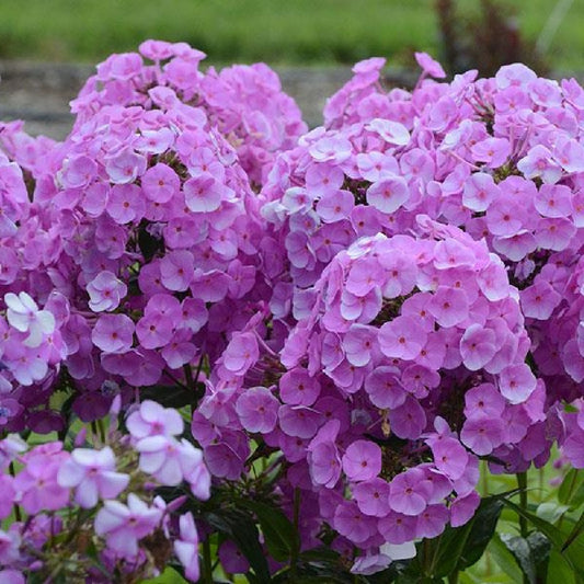 Fashionably Early Flamingo Garden Phlox Plant - 1 gallon pot