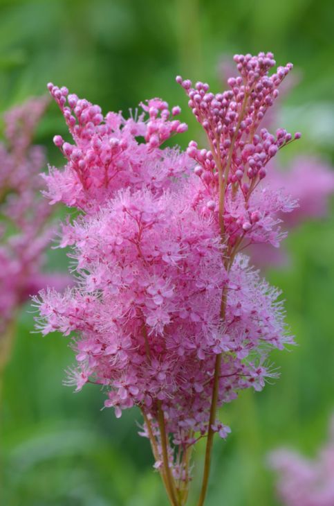 Filipendula rubra 'Venusta' (Queen of the Prairie) - Quart