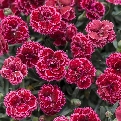 Black Cherry Frost Dianthus - Carnation Plant by Proven Winners™ - 1 gallon pot