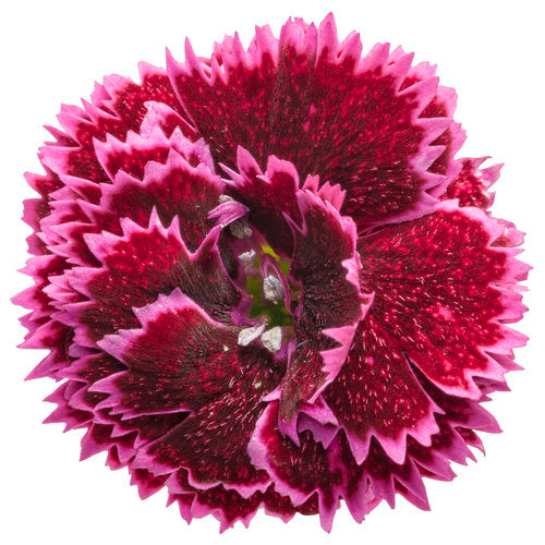 Black Cherry Frost Dianthus - Carnation Plant by Proven Winners™ - 1 gallon pot